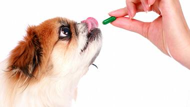 Pet meds hot sale for less