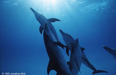 Underwater Photography: Images From Jonathan Bird's Blue World | Next ...