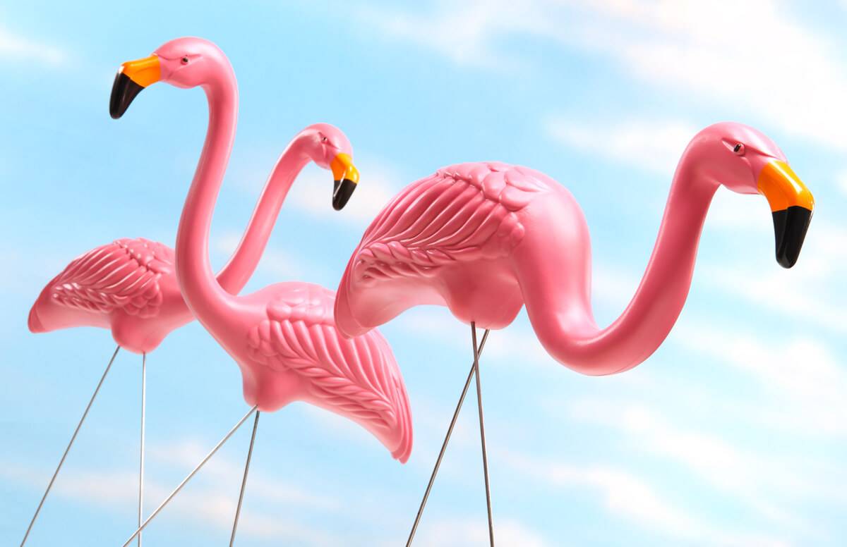 pink flamingo bird