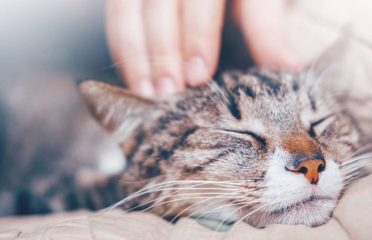 Love for Cats Connects Mother and Daughter