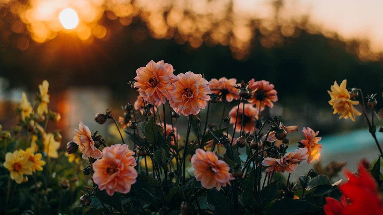 Cut Your Own Flowers - SEPTEMBER — Fern's Flowers Garden