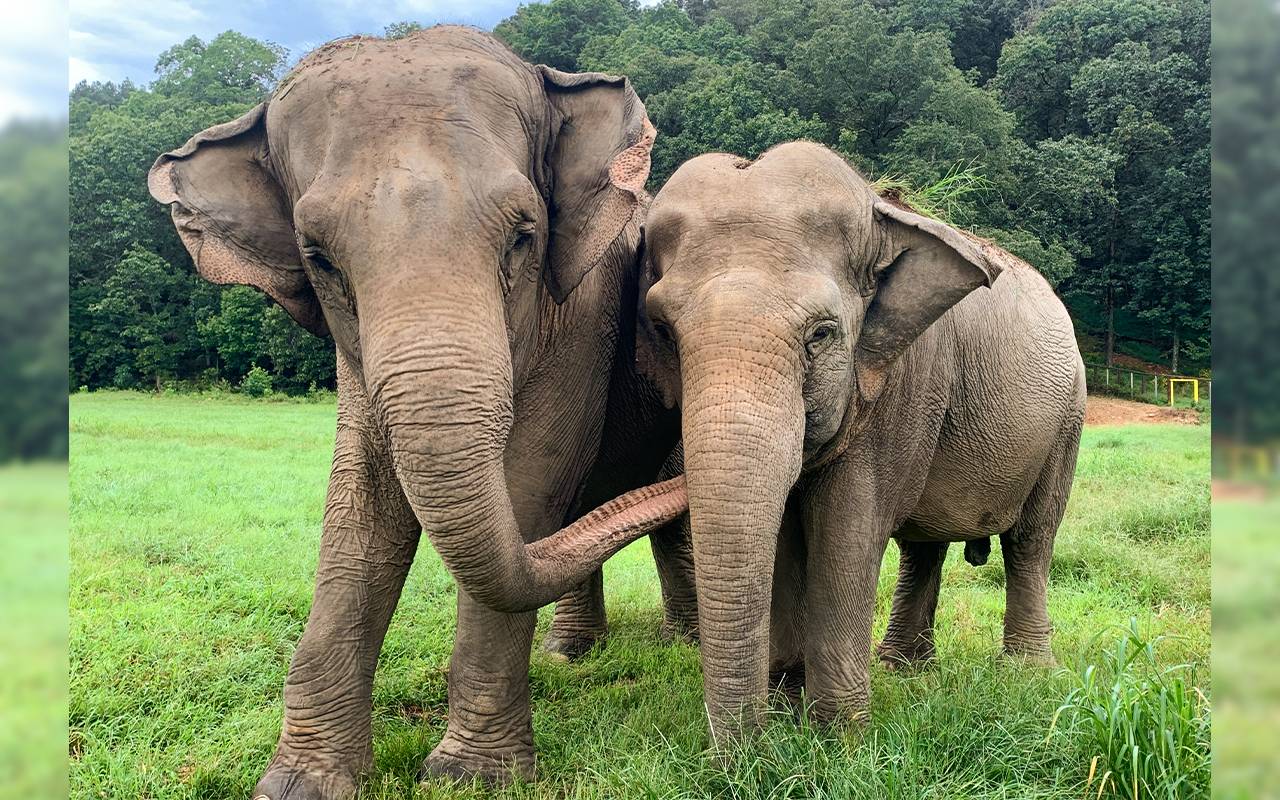 Flora - The Elephant Sanctuary in Tennessee