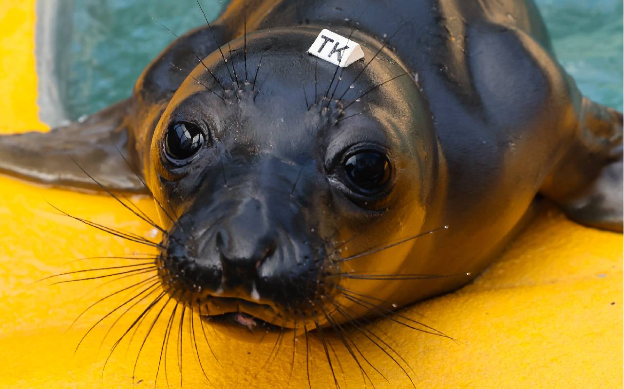 The Marine Mammal Center Rescues, Treats and Releases Injured Animals