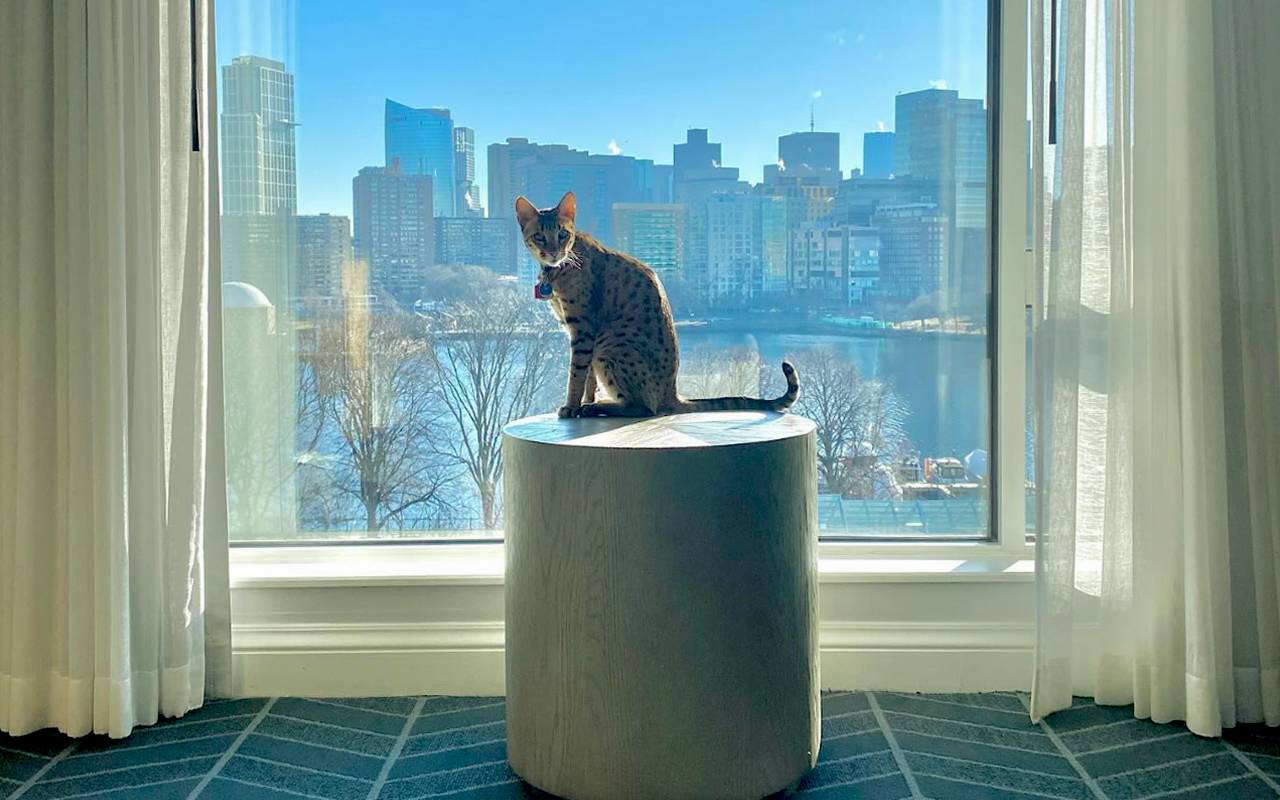 These Hotels Are the Cat's Meow | Next Avenue