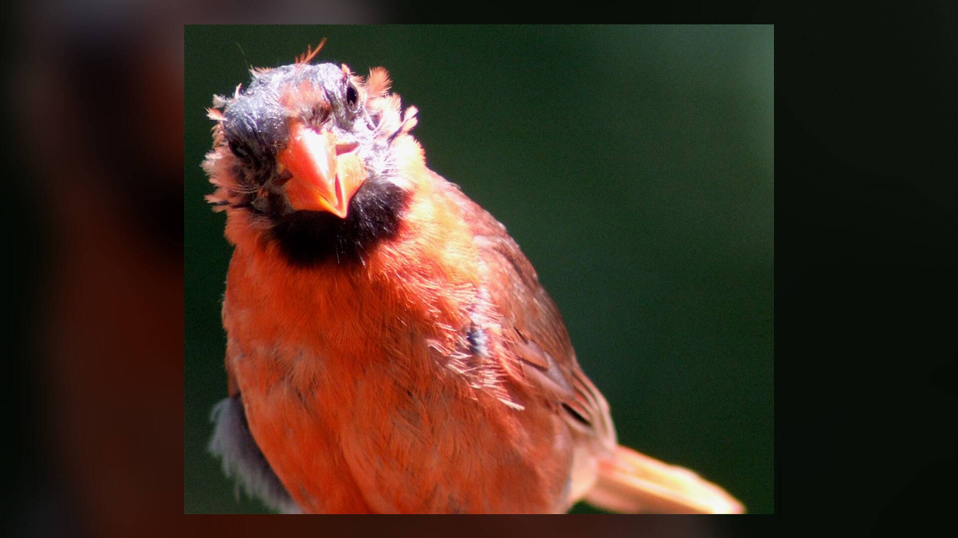 Weird Look In Cardinal Why does that cardinal look bald? The Birdchick explains. | TPT Originals