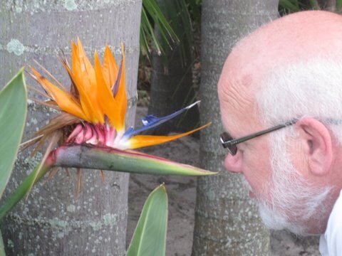 Present day photo of older gentleman looking at an exotic flower up close.