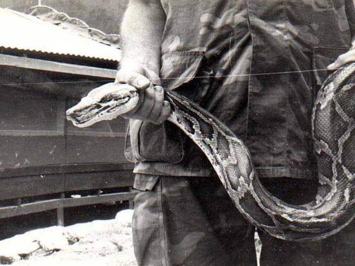 Close up of a large snake in the hands of a U.S. soldier.