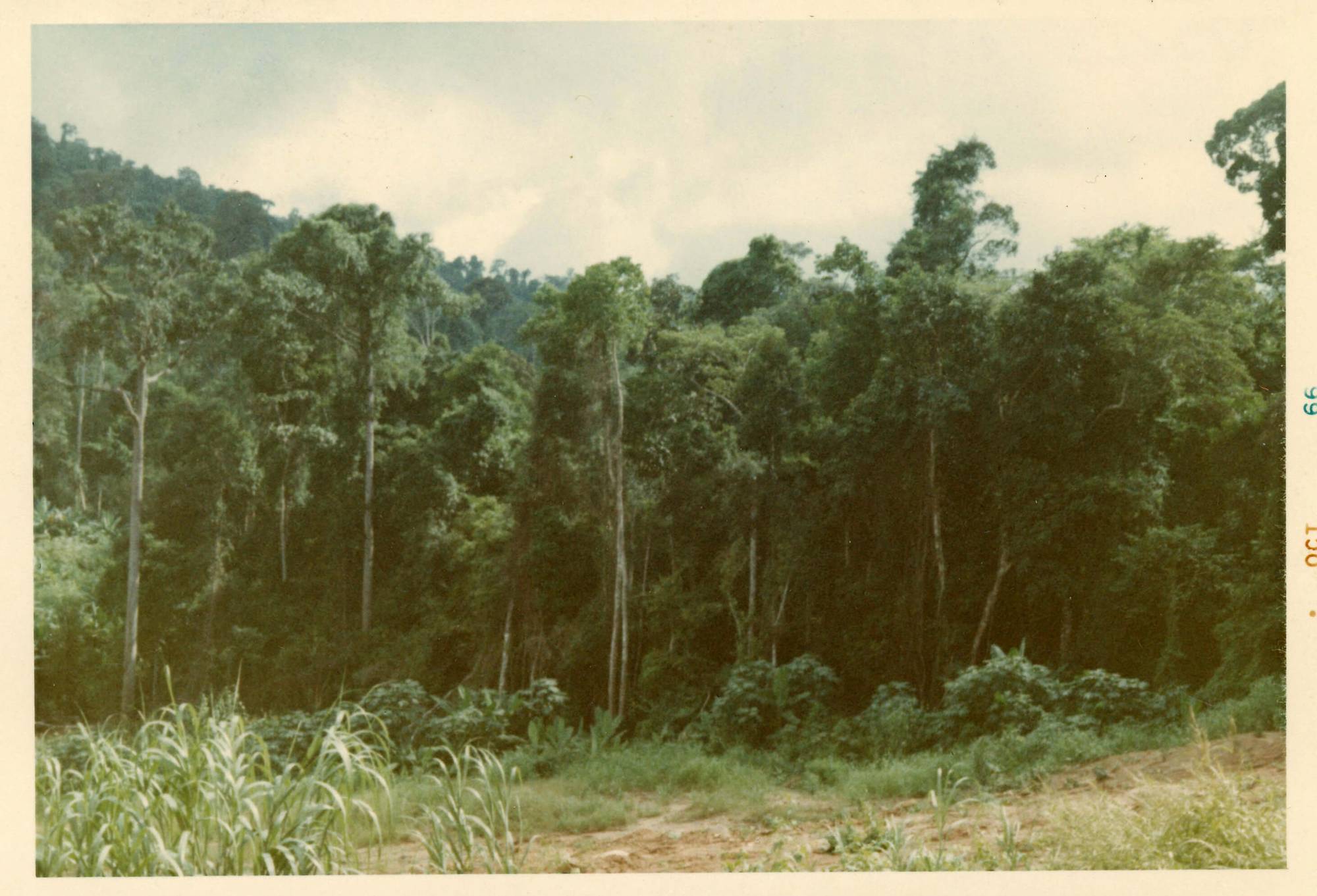 Dense jungles. Margins indicate photo was taken October 1966.