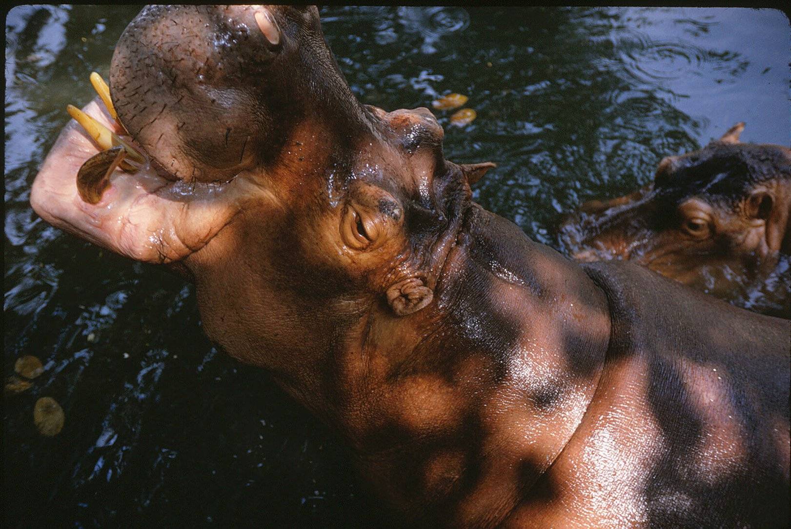 Two hippos, one rising out of the water up toward the photographer.