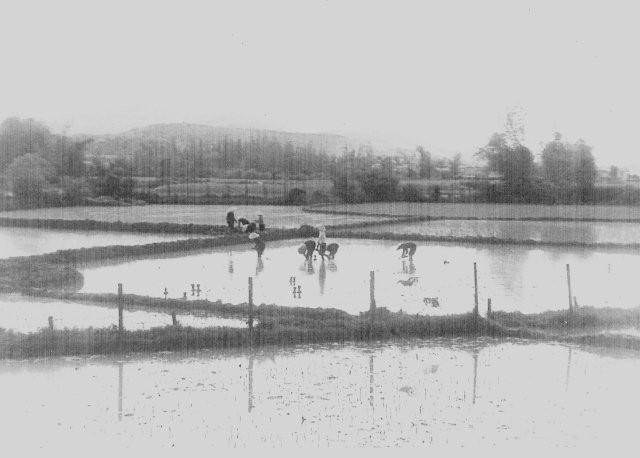 Black and white image of people working in rice paddies.