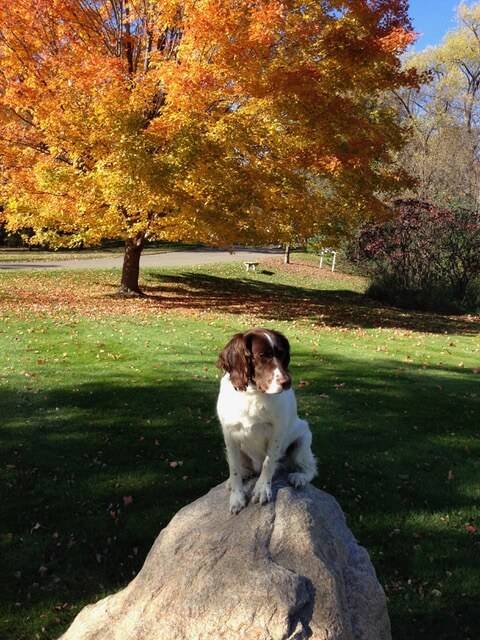 A hunting dog sitting on a rock in the fall.