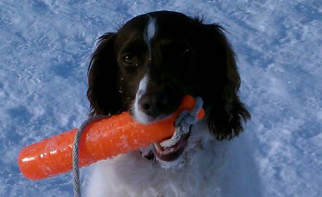 A hunting dog with an orange toy she's retrieved in her mouth.