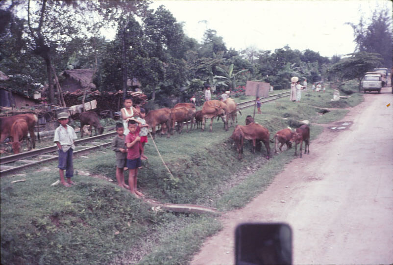 Cows grazing next to a railroad track, a group of four children herding the cows are watching the convoy pass, a village with grass roofs in the background.