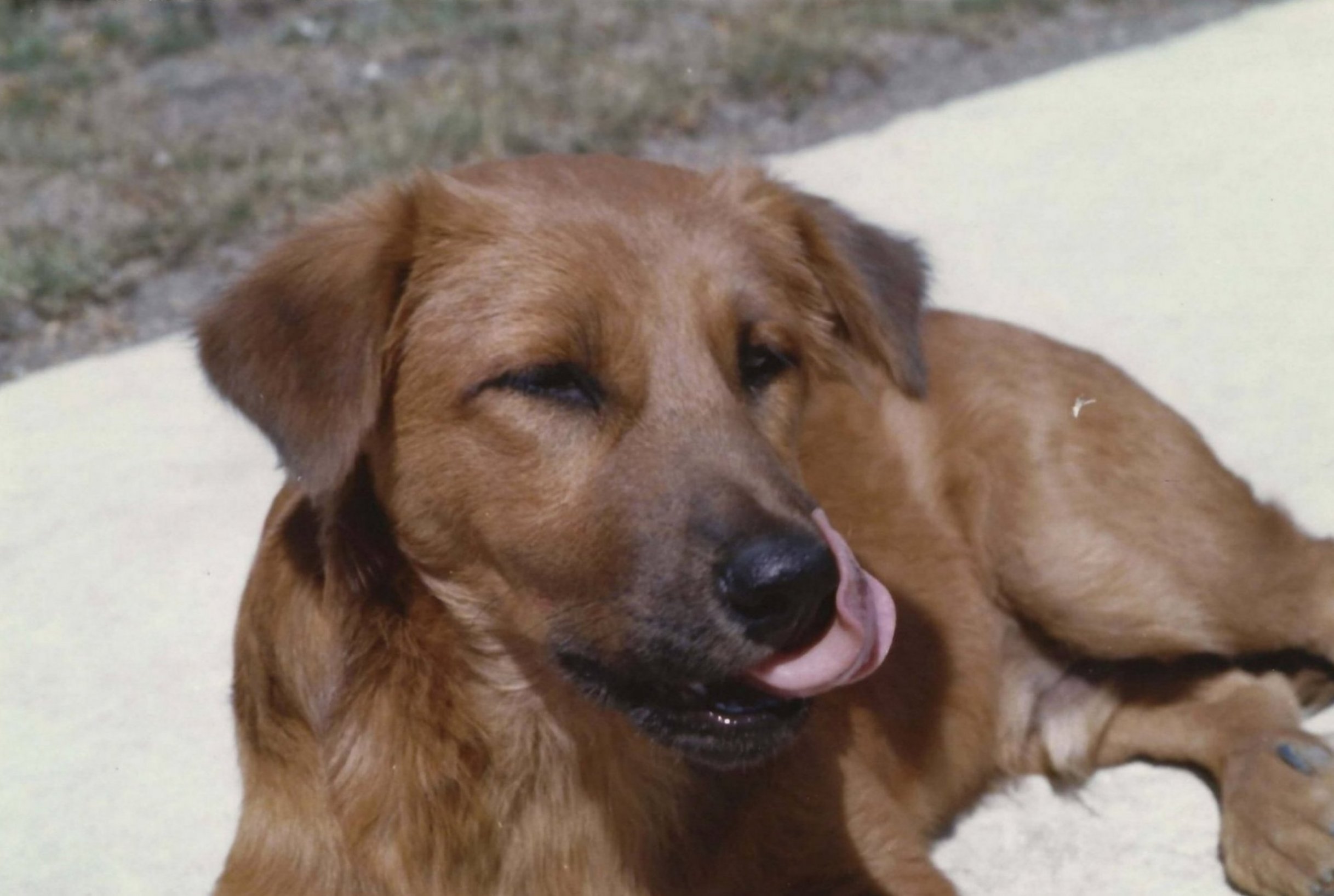 A young brown dog, licking his lips.