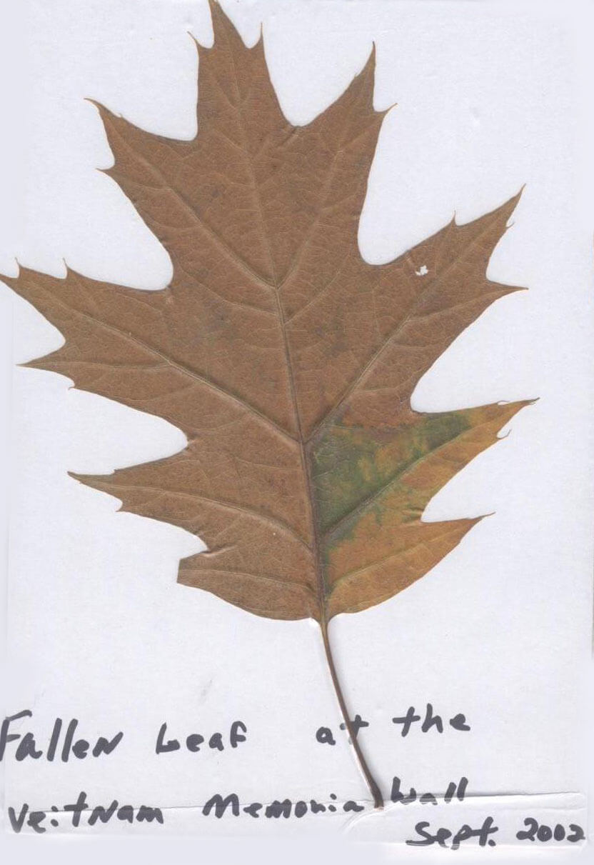 A single, brown oak leaf, preserved in a baggie, with the text "Fallen Leaf at the Vietnam Memorial Wall Sept. 2002.
