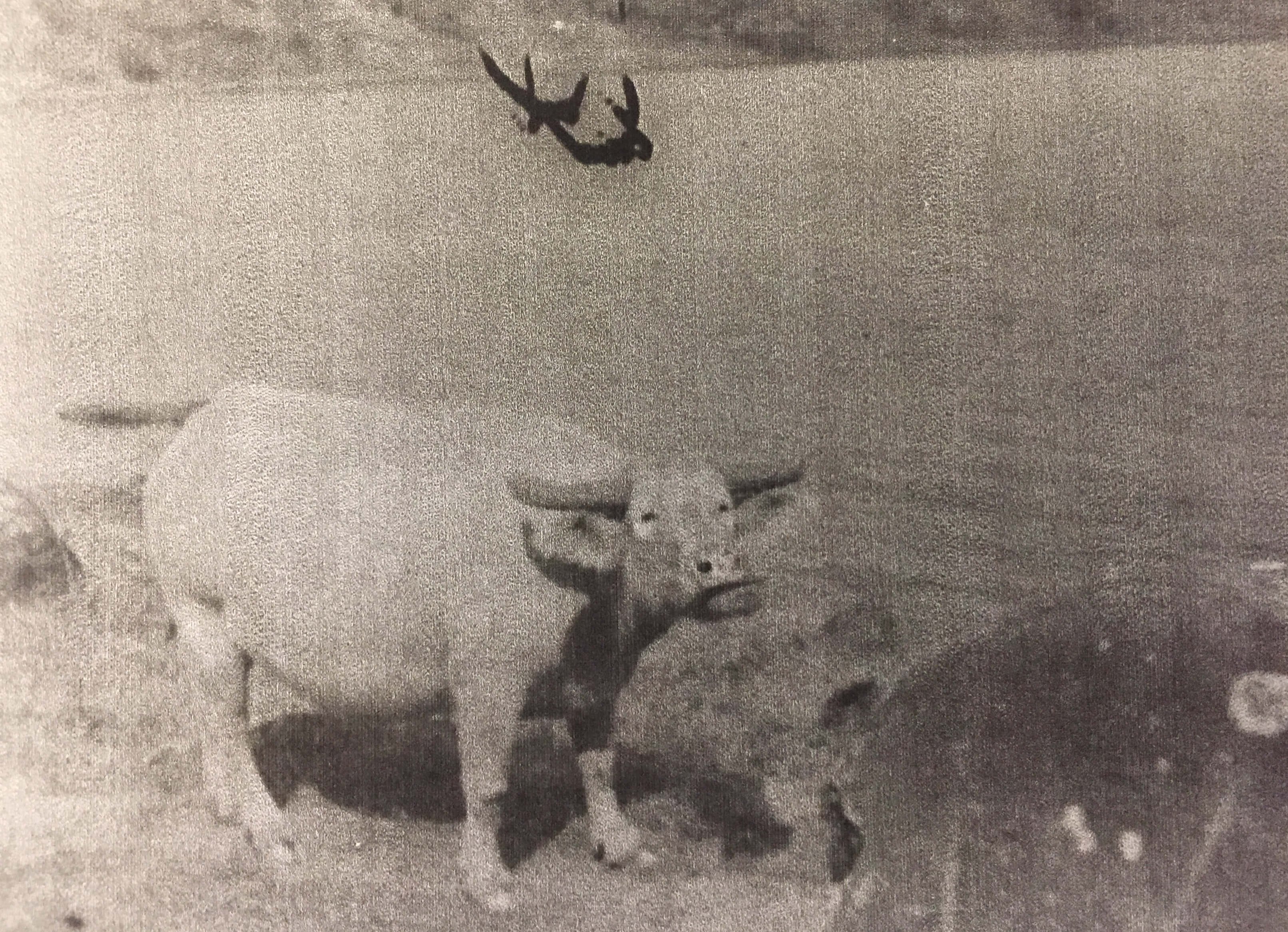 Water buffalo at a lake.