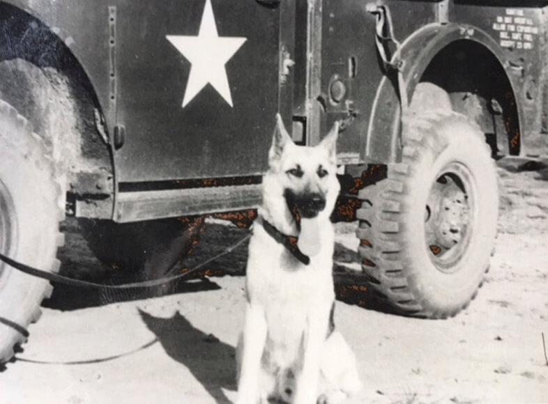 Black and white photo of a German Shepard dog in front of a military jeep in Vietnam.