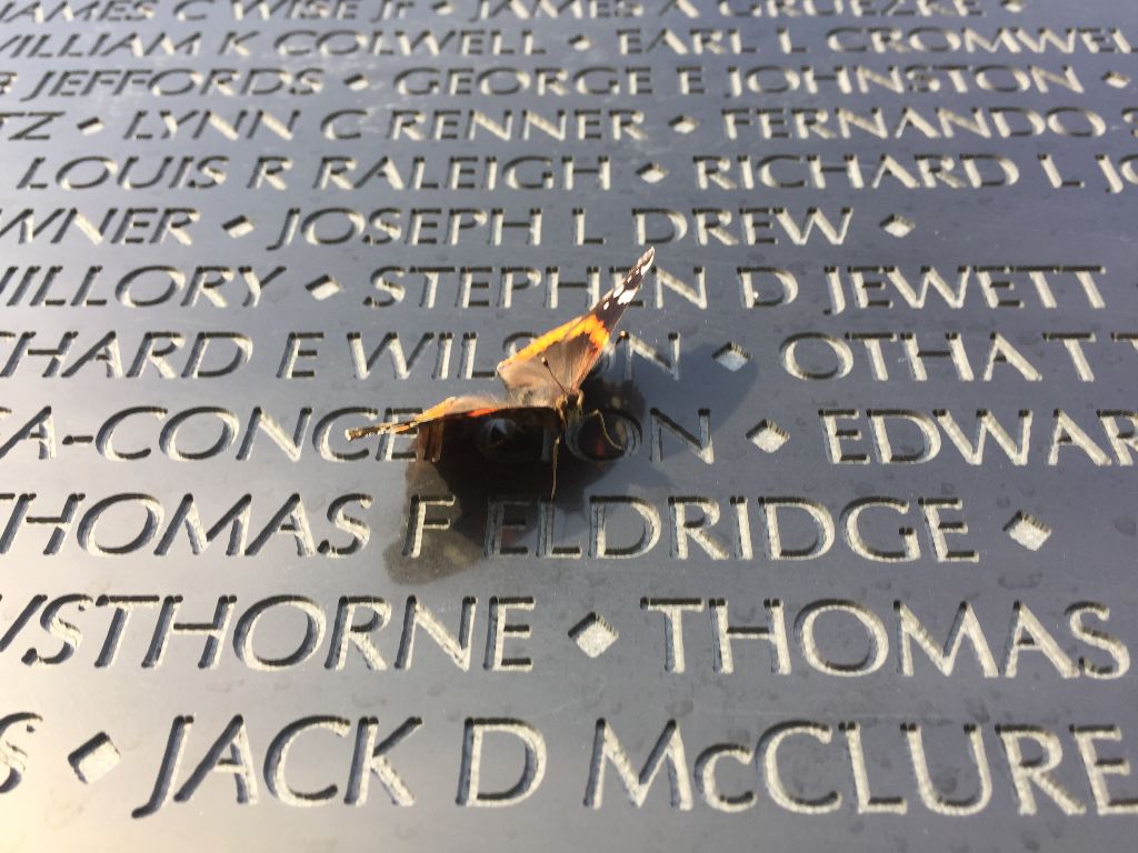 Butterfly resting on engraved names on a memorial wall.