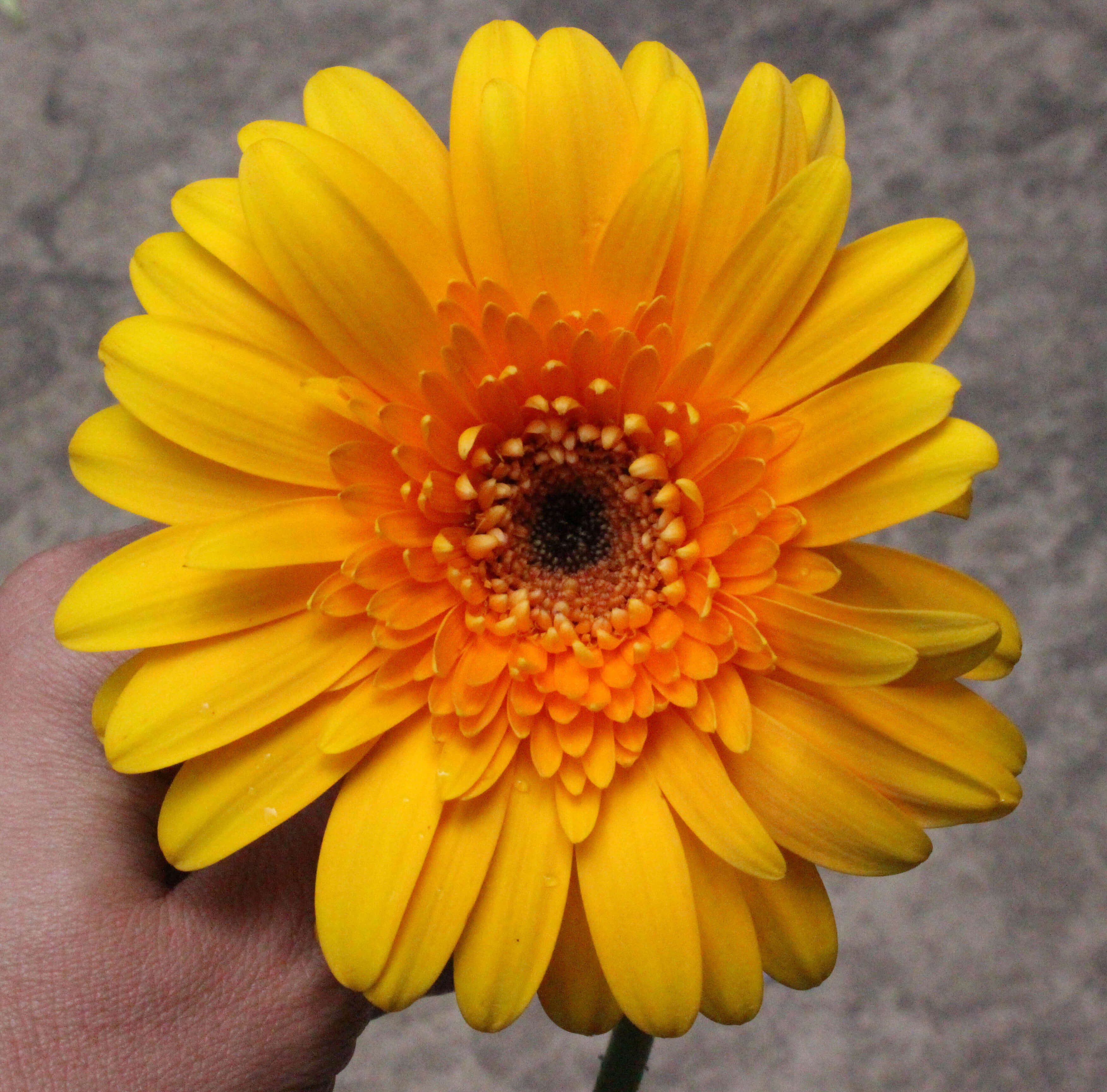 Yellow Gerber Daisy left at The Wall That Heals