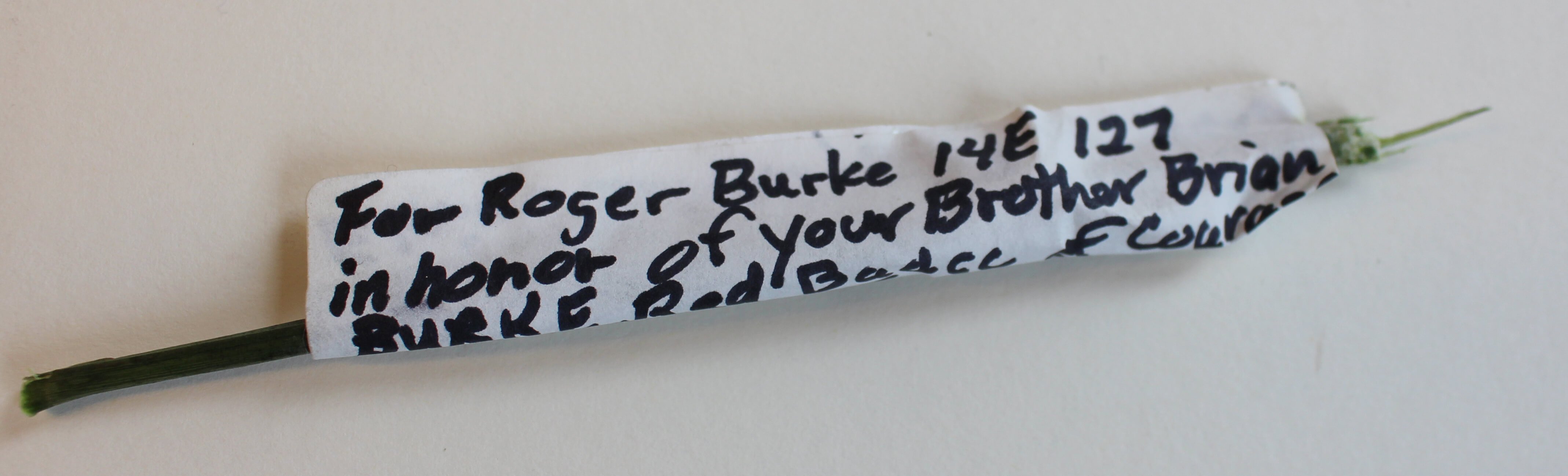 Rose stem with handwritten note for Roger Burke- 14E 127