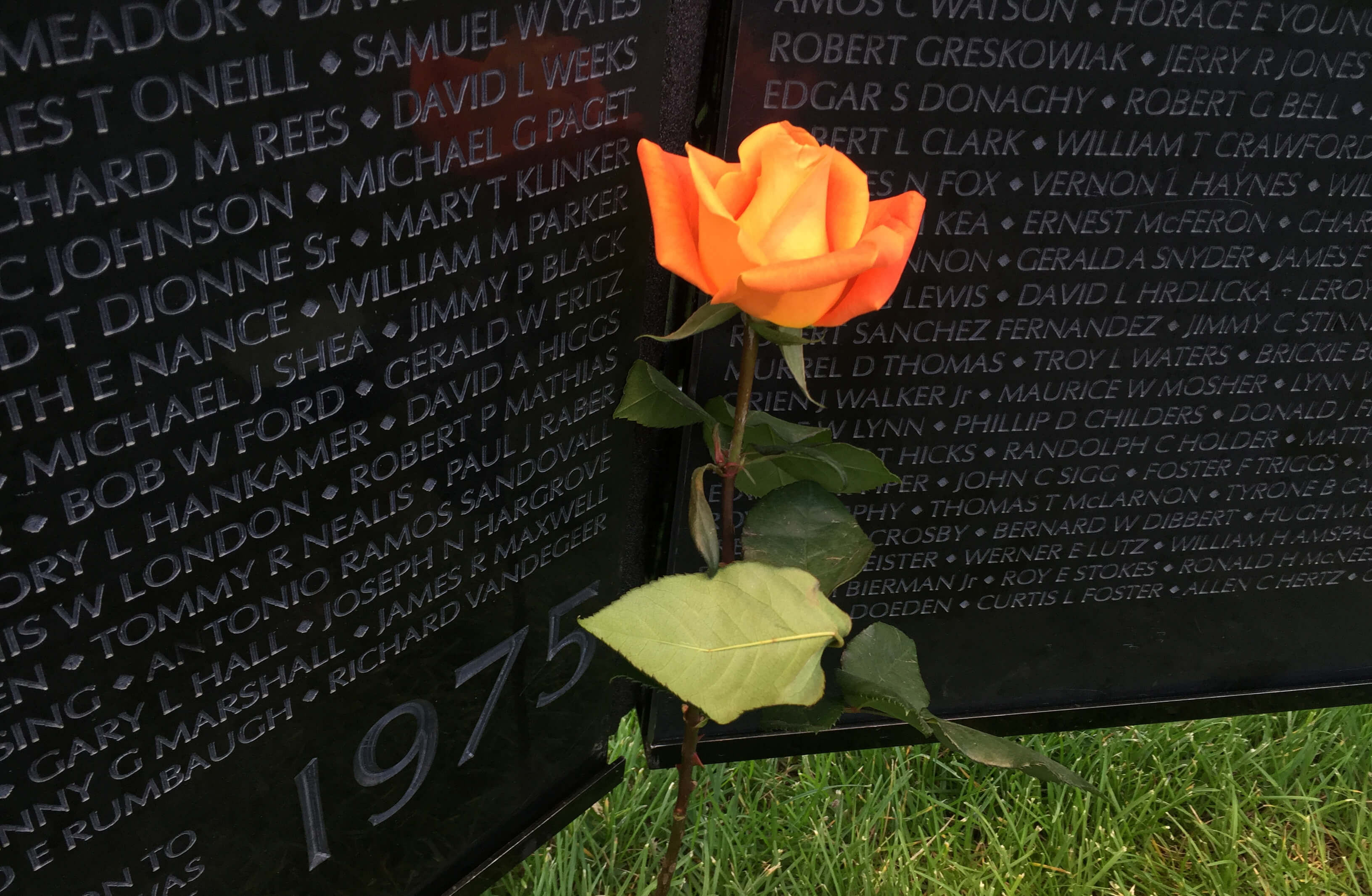 Orange rose next to a replica of the Vietnam Wall.