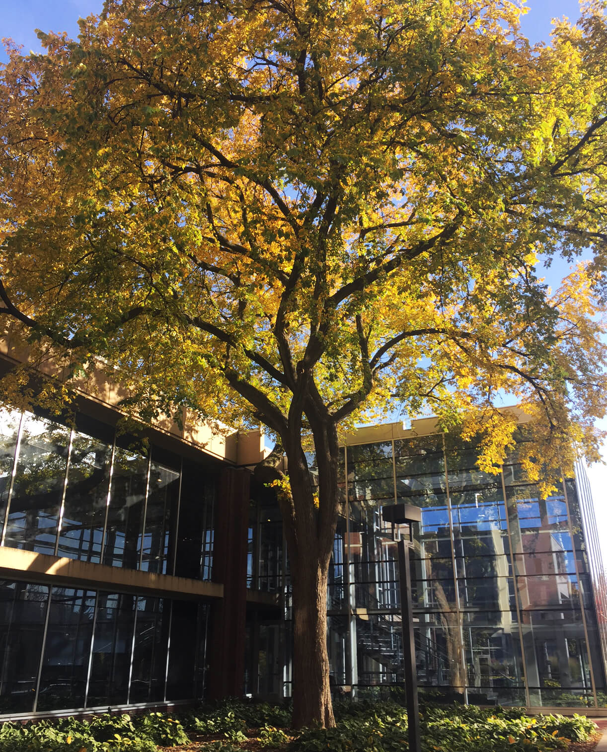 A bright yellow tree outside of a bulding